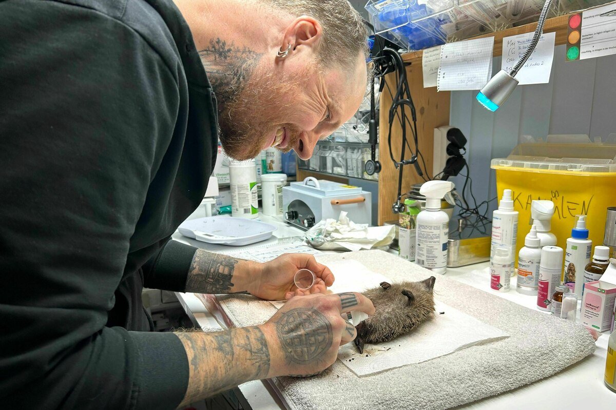 „Silvester cu Wildtiere: Ce planuri are Franz în noaptea de Revelion?”