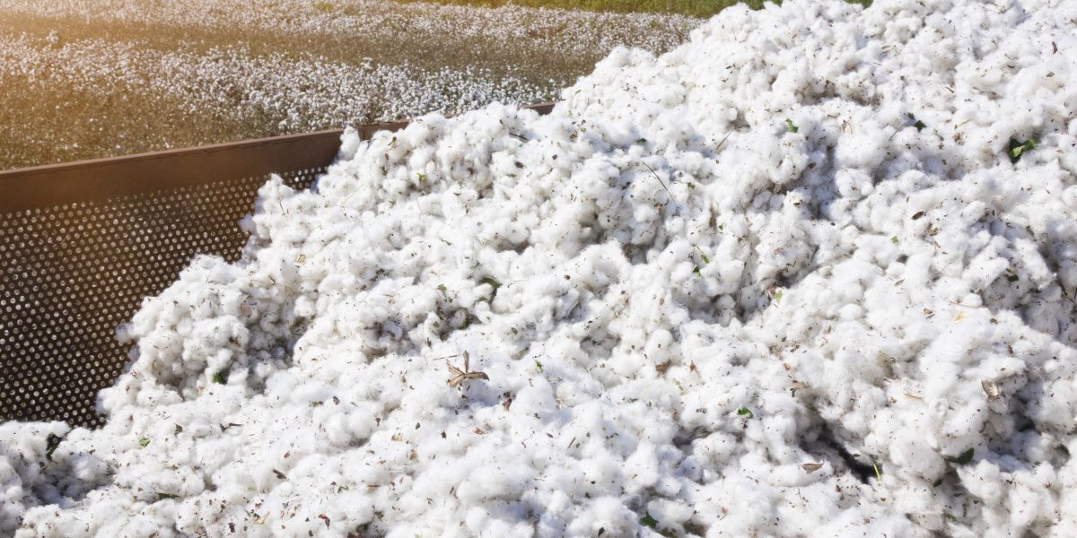 Guvernul va achita o datorie veche de peste 30 de ani către SUA, pentru un credit folosit la importul de bumbac