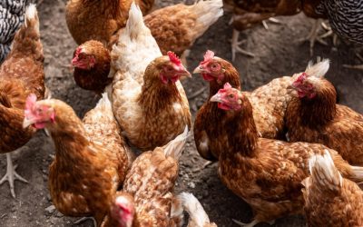 12971080.jpg - PresaObiectiva