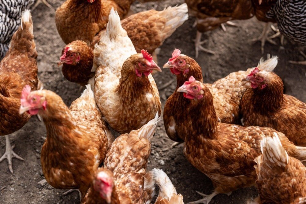 KFC Franța adoptă carnea halal în 24 de restaurante, o decizie controversată Rețeaua de fast-food KFC a anunțat că, începând cu 21 ianuarie, 24 dintre restaurantele sale din Franța vor oferi exclusiv pui certificat halal