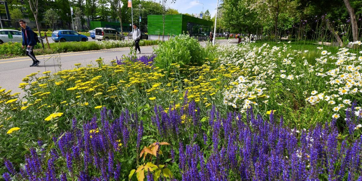 486150583_1065582412266362_6818751320928648194_n.jpg - PresaObiectiva