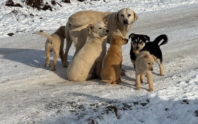 617010765_902975602099066_5841180053117019397_n.jpg - PresaObiectiva