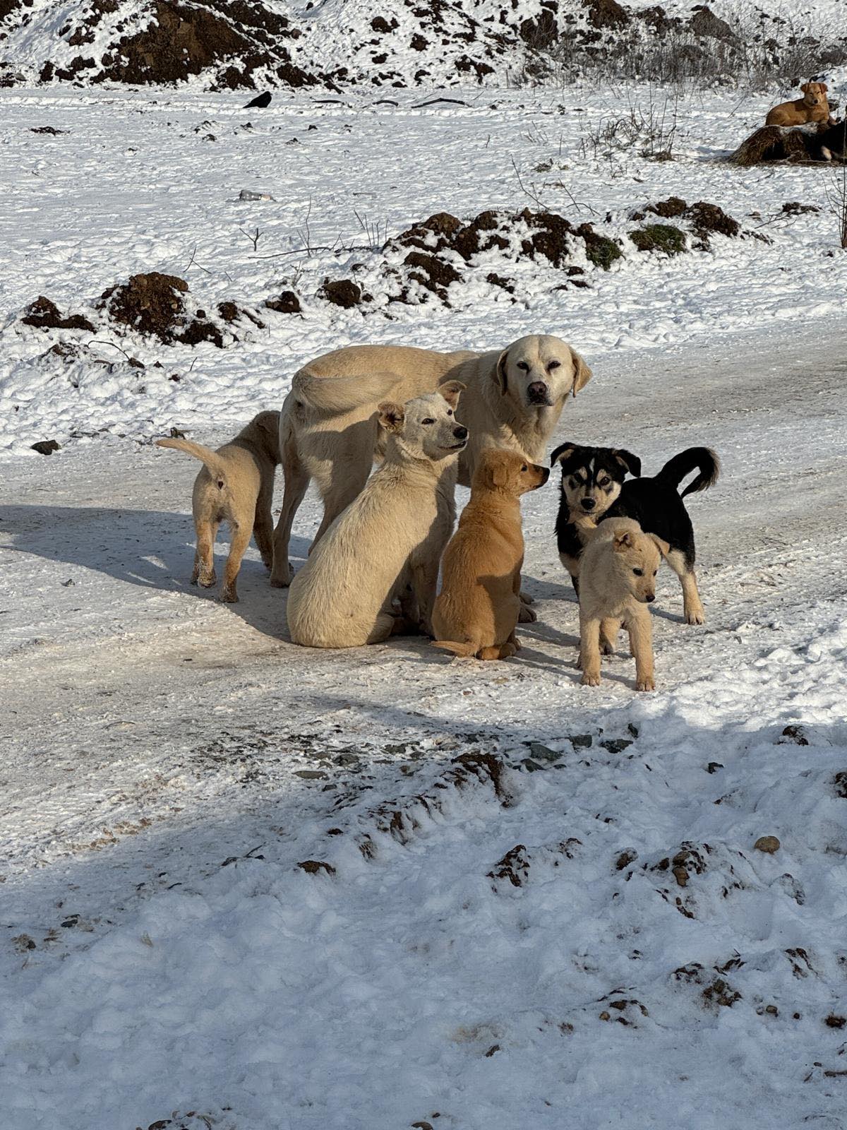 Ilfov, frontieră de protecție pentru câinii cu stăpân: Campanie de sterilizare și microcipare gratuite continuă în județ Autoritățile ilfovene, prin Protecția Animalelor din cadrul Consiliului Județean, au lansat o campanie de sterilizare și microcipare gratuită destinat câinilor cu proprietar din mai multe localități ale județului