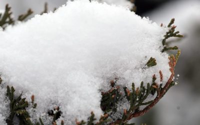 88202005007-snow-jl-4.JPG - PresaObiectiva