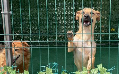 ASPA-peste-2040-de-catei-adoptati.jpg - PresaObiectiva