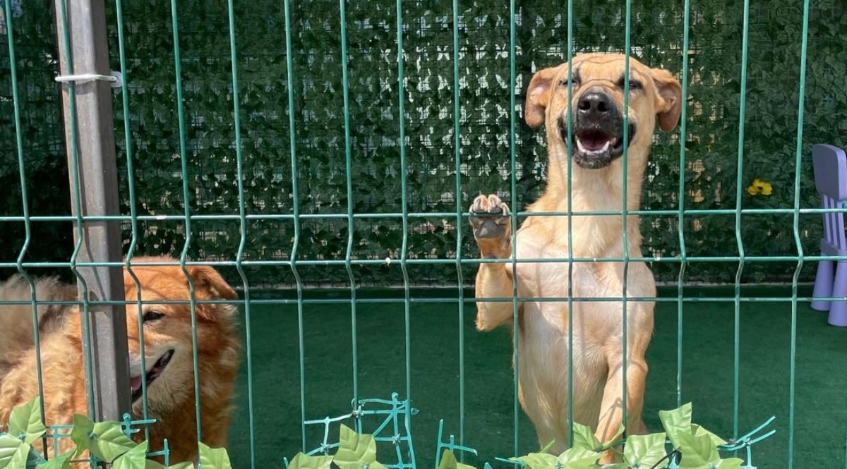 Bucureștiul înregistrează o creștere semnificativă a adopțiilor de câini, dar provocările rămân actuale Anul 2025 a reprezentat un punct de cotitură pentru autoritățile din București implicate în gestionarea animalelor fără stăpân