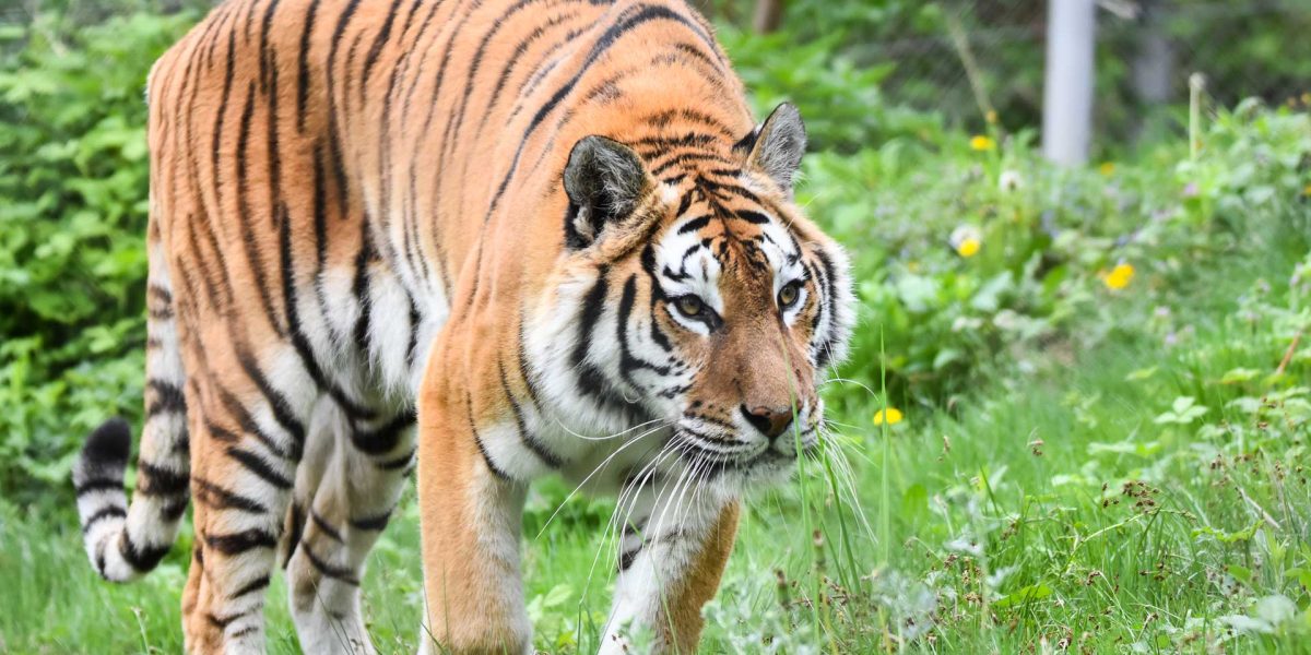 Cate-tipuri-de-feline-exista-in-lume-4.jpg - PresaObiectiva