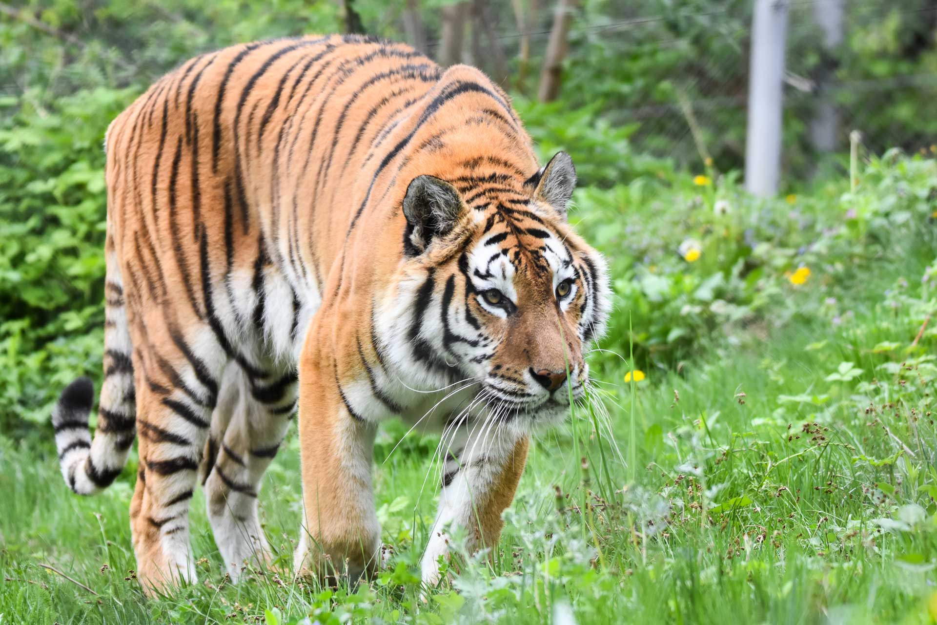 Fotografia de wildlife de la distanță nu mai este doar o artă a răbdării și tehnicii, ci și un experiment de subtilitate și răbdare, în care cele mai mici detalii pot face diferența între o imagine reușită și un moment pierdut pentru totdeauna