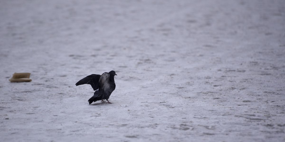 ID159181_INQUAM_Photos_Alex-Nicodim_-scaled.jpg - PresaObiectiva