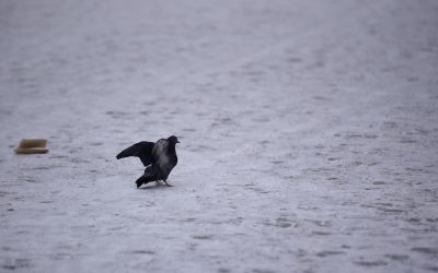 ID159181_INQUAM_Photos_Alex-Nicodim_-scaled.jpg - PresaObiectiva