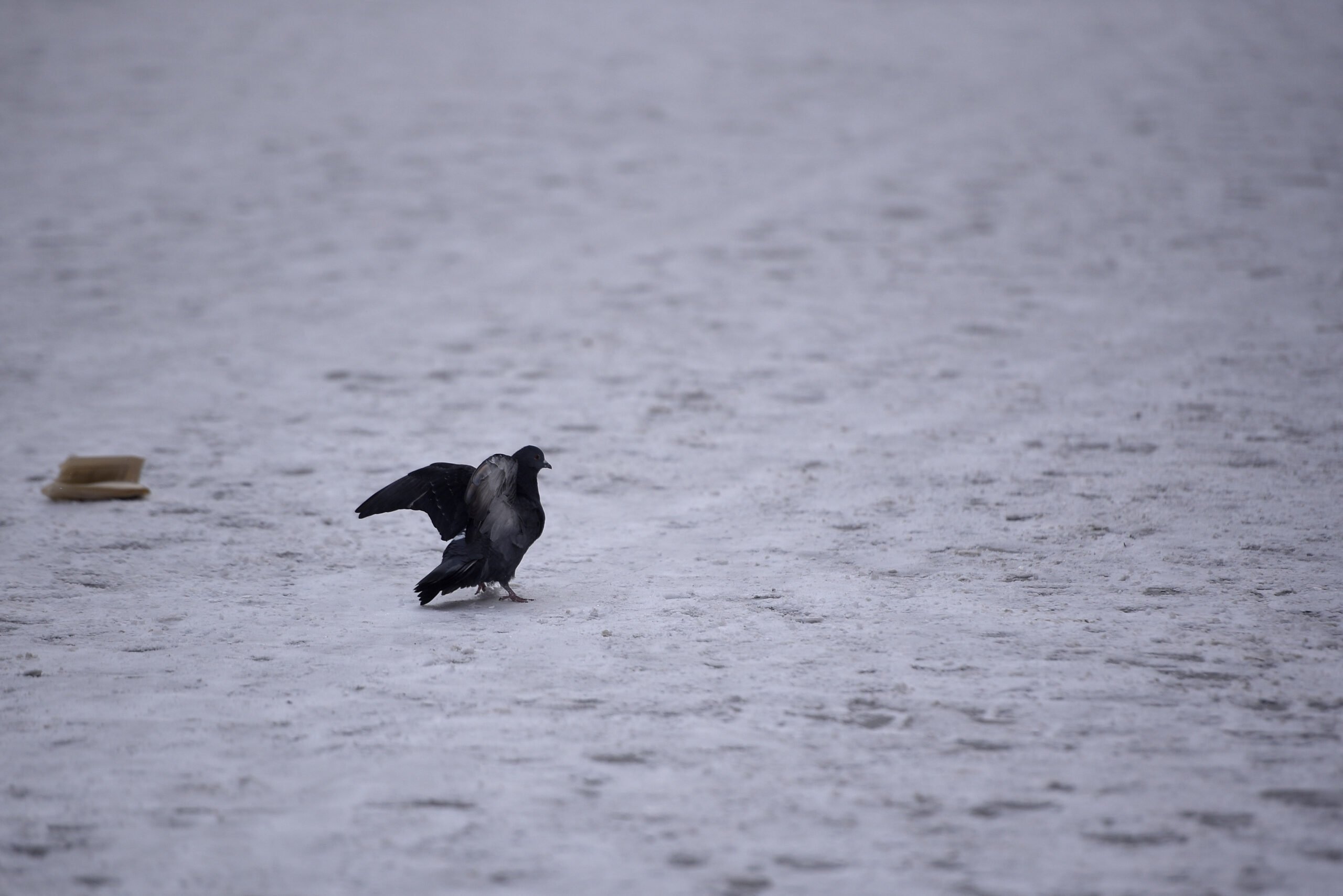 Bucureștenii riscă amenzi de până la 2.000 de lei pentru nepăsare în fața zăpezii Ninsorile din ultimele săptămâni aduc, pe lângă peisaje de poveste, și un set de obligații legale pentru proprietarii din Capitală