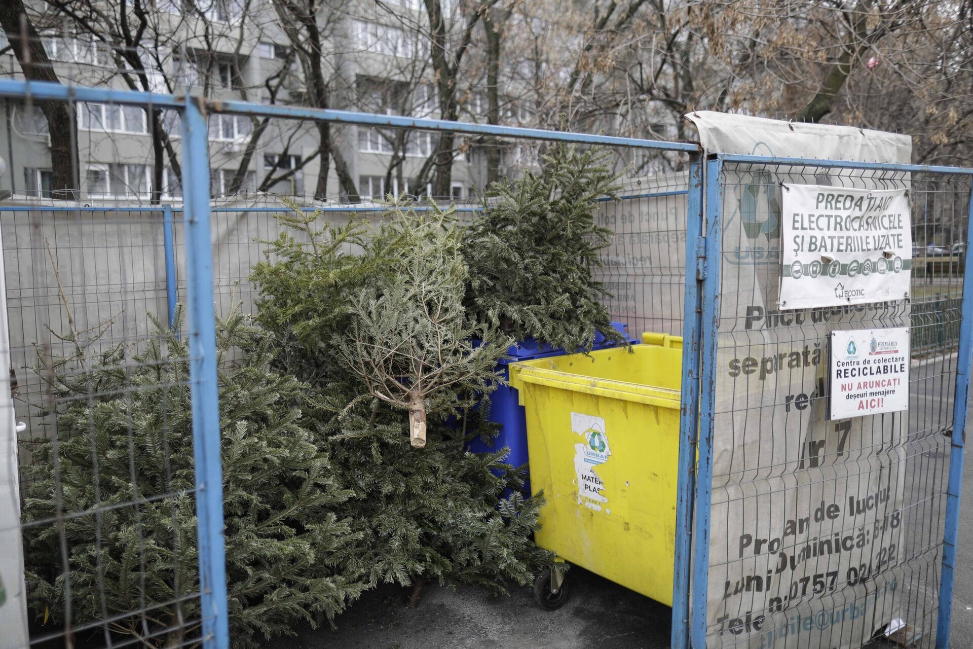 Bucureștiul păstrează tradiția eco după sărbători: colectarea gratuită a braziilor de Crăciun în sectorul 4 și sectorul 2 După bucuria sărbătorilor, municipalitatea bucureșteană a lansat o inițiativă menită să reducă impactul deșeurilor de sezon asupra mediului, astfel facilitând procesul de colectare a pomilor de Crăciun