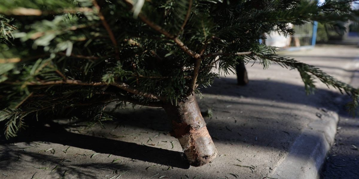 ID243142_INQUAM_Photos_George_Calin-scaled.jpg - PresaObiectiva