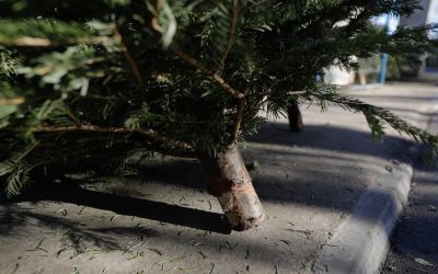 ID243142_INQUAM_Photos_George_Calin-scaled.jpg - PresaObiectiva