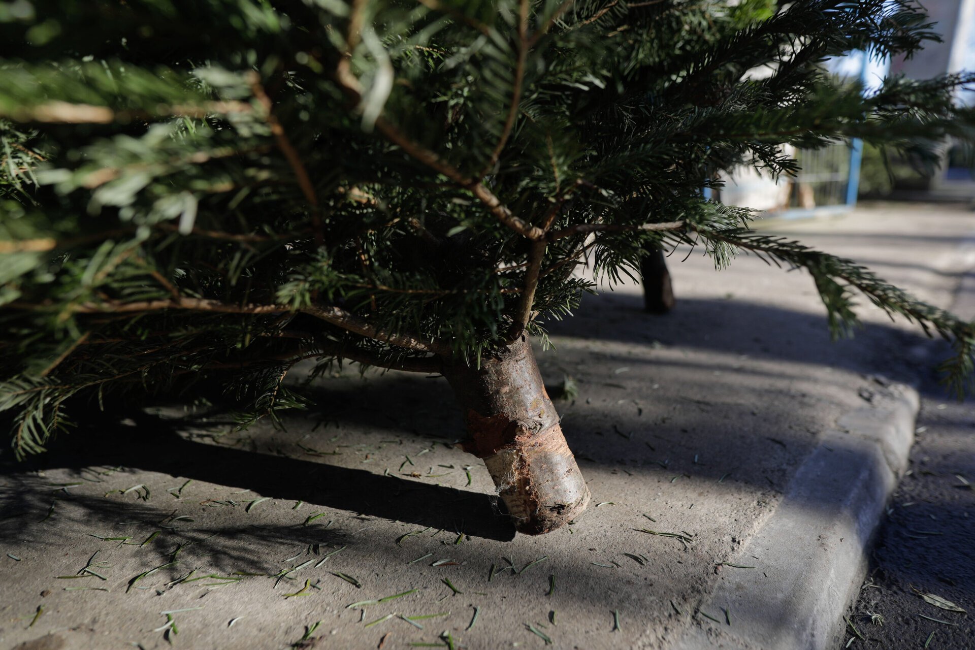 Primăria Sectorului 3 și operatorul de salubritate oferă gratuit un sprijin important pentru cetățeni în perioada post-Sărbători, descurajând astfel aruncarea neprincipială a brazilor de Crăciun, un obicei tot mai frecvent în rândul locuitorilor din București