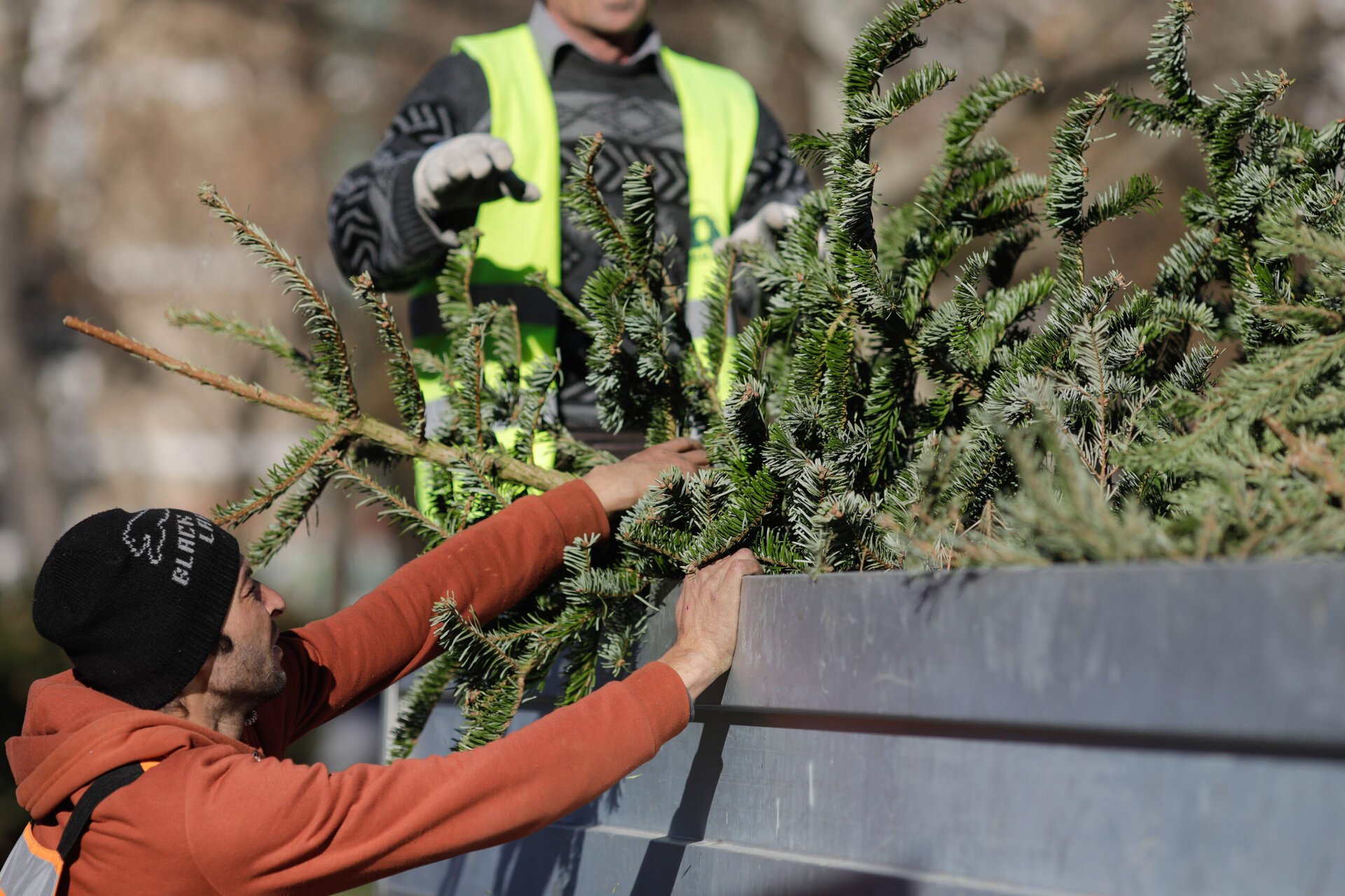 Cadou în spiritul sărbătorilor: În Sectorul 2 și Sectorul 6, brazii de Crăciun devin resurse utile după Sărbători După luminițele și bradul împodobit, urmează o altă etapă importantă: reciclarea arborilor de Crăciun, care, în special în București, a devenit mai accesibilă și mai organizată decât oricând