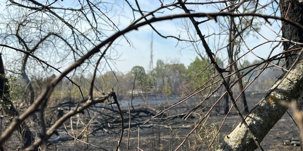 Inca-un-incendiu-in-Parcul-IOR-1600x1200-3-1.jpeg - PresaObiectiva