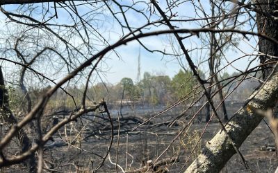 Inca-un-incendiu-in-Parcul-IOR-1600x1200-3-1.jpeg - PresaObiectiva