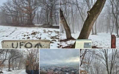 Padurea-Hoia-e1769613546228.jpg - PresaObiectiva