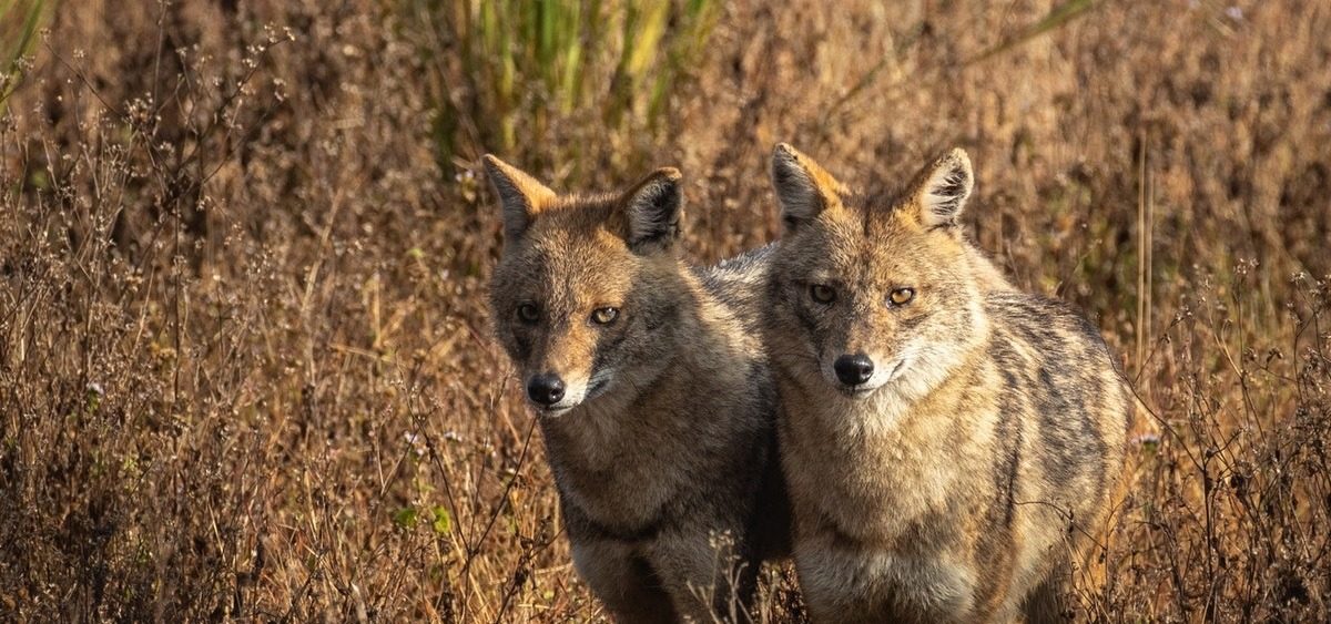 Sacali-Pexels-Anand-Dandekar.jpg - PresaObiectiva