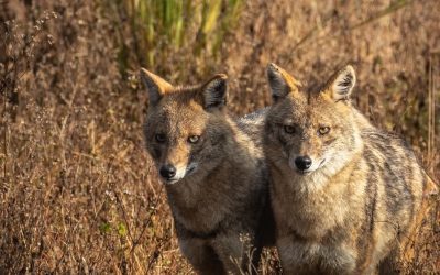 Sacali-Pexels-Anand-Dandekar.jpg - PresaObiectiva