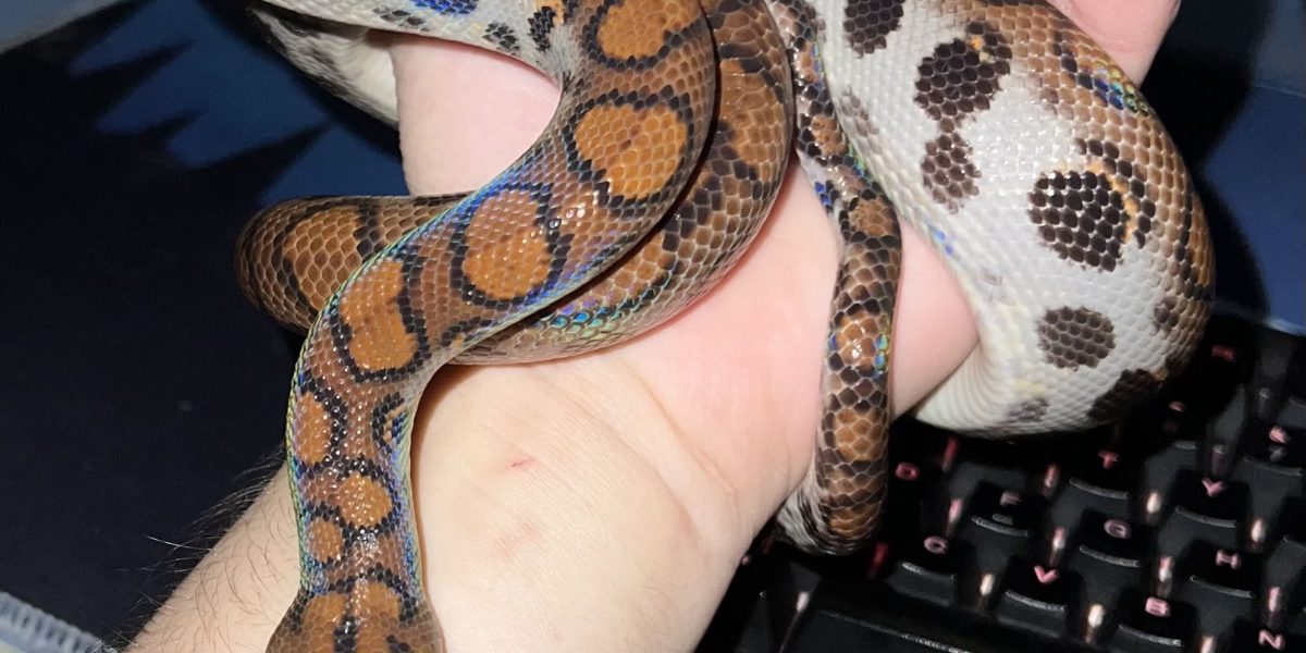 Sarpe-1.jpg - PresaObiectiva