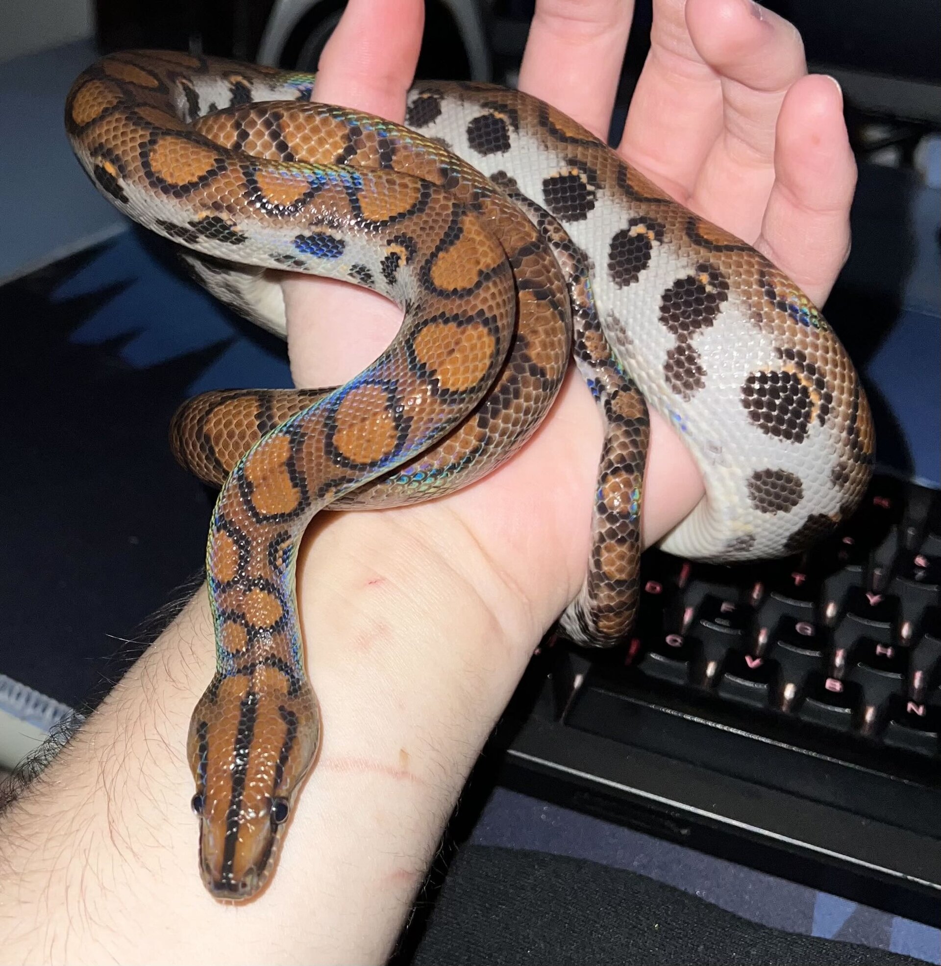 Știre șocantă din Bihor: zece animale extrem de periculoase, ascunse într-un apartament din Ștei Autoritățile au descoperit o adevărată rețea de animale exotice și veninoase într-un apartament din orașul Ștei, județul Bihor