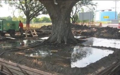 Taiat.jpg - PresaObiectiva