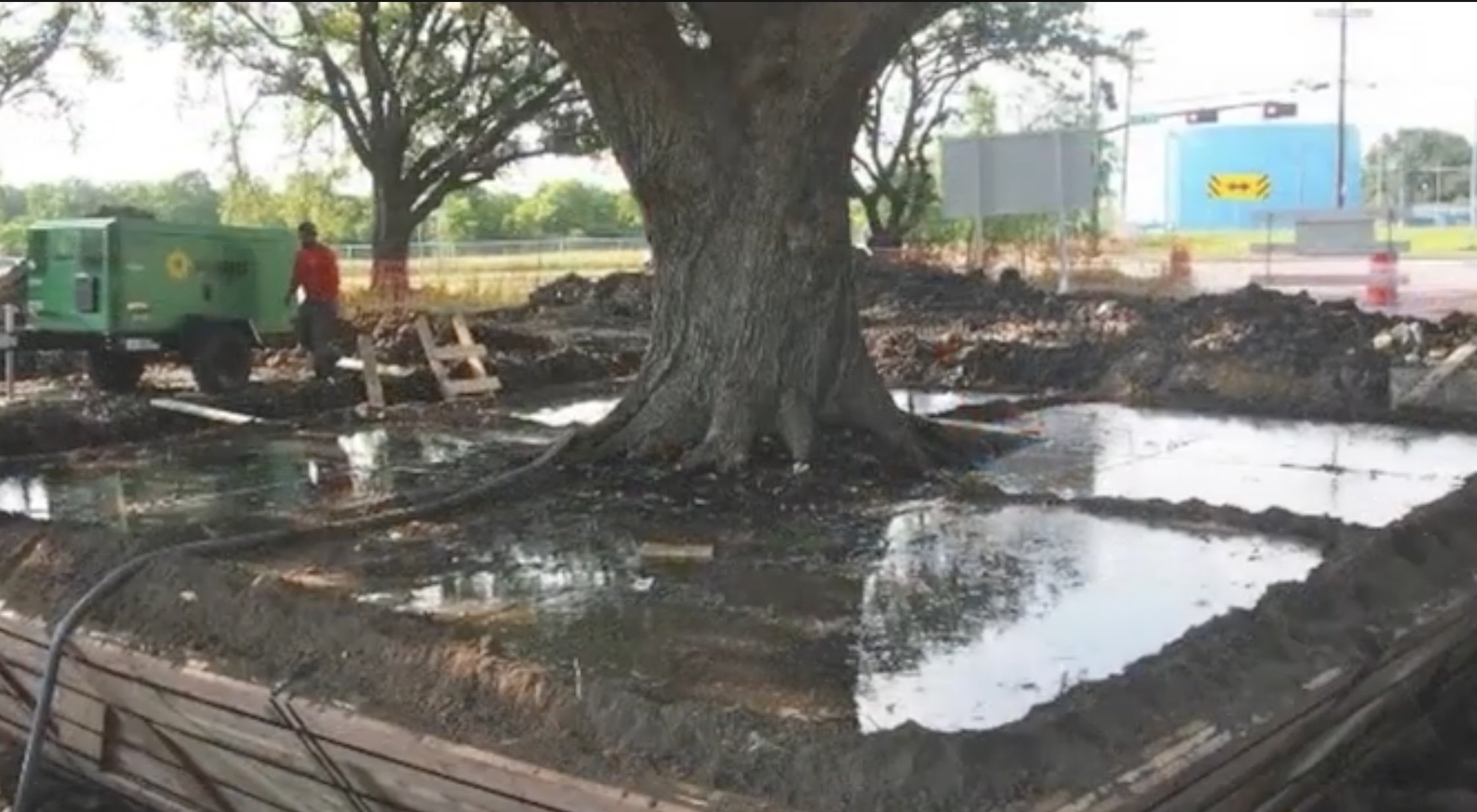 Un simbol viu al pădurilor secolane din vestul Franței a fost tăiat vineri, în ciuda valorii sale istorice și ecologice