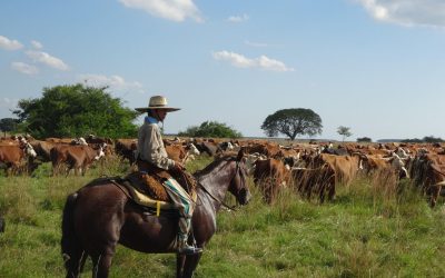 Vaches-Argentine©Pixabay.jpg - PresaObiectiva