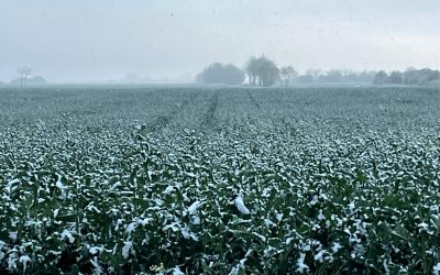 WhatsApp-Image-2025-04-07-at-19.45.18.jpeg - PresaObiectiva