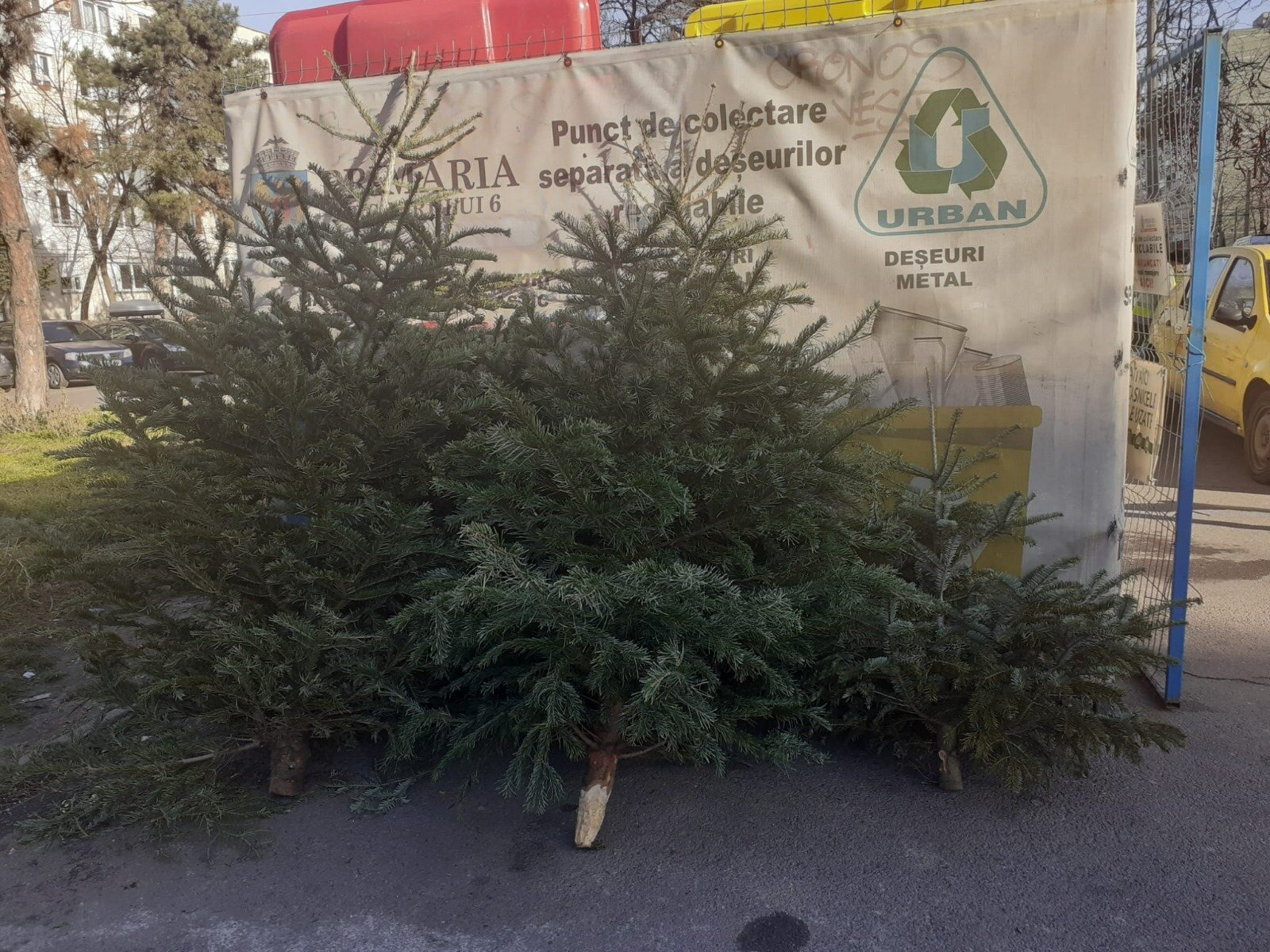 Cum se colectează brazii de Crăciun în Sectorul 1