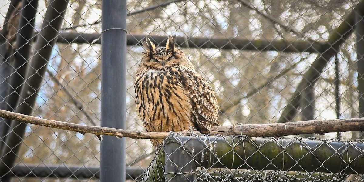 bufnita.jpeg - PresaObiectiva