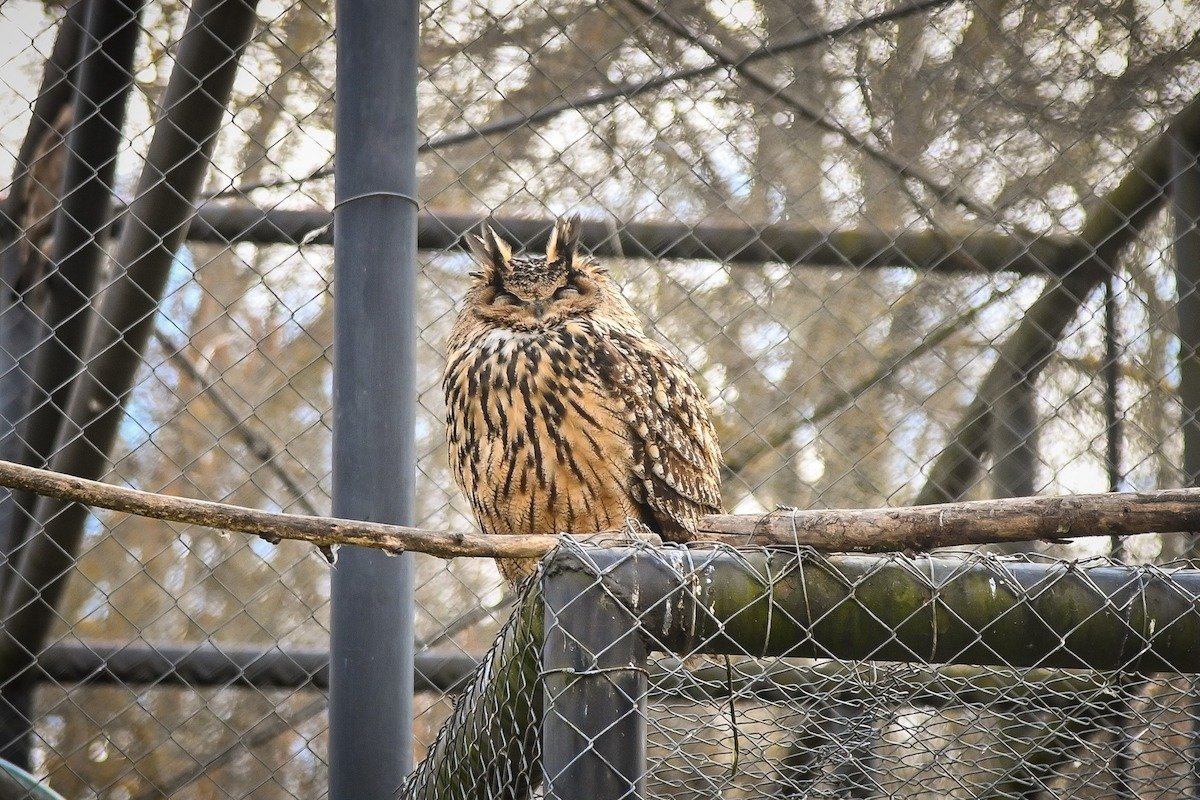 O bufniță a intrat în casă prin sistemul de ventilație, surprinzând locuitorul dorobanților din Botoșani Incident neobișnuit în județul Botoșani, unde o bufniță a reușit să pătrundă în interiorul unei case, intrând prin sistemul de ventilație