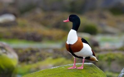 califar-comun-dt_1-Large-e1741276136102-1024x678-1.jpeg - PresaObiectiva