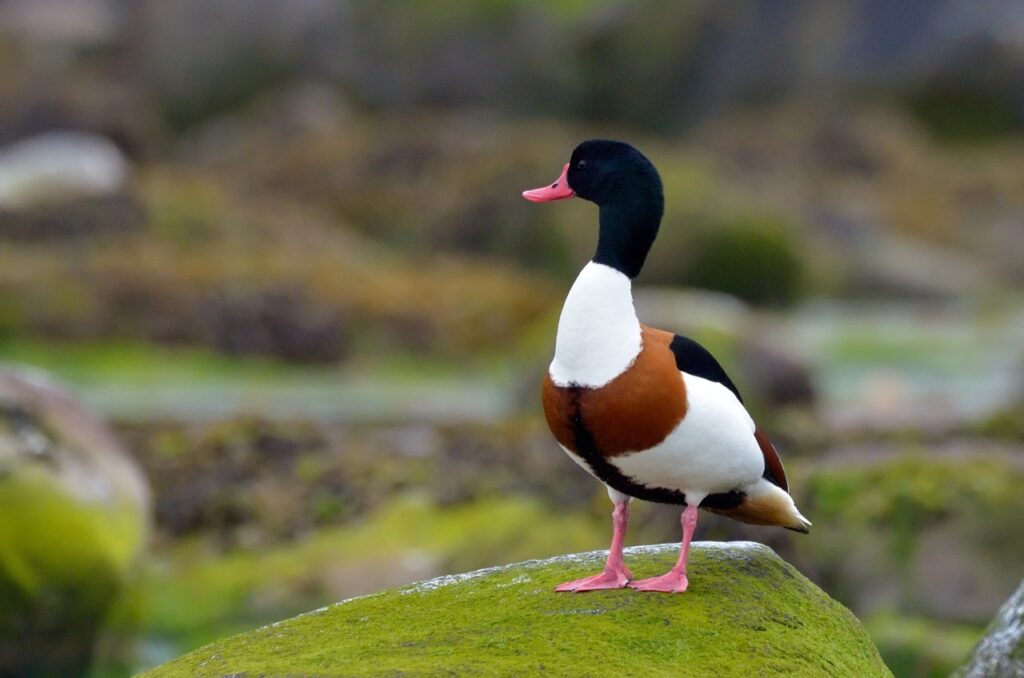 Noile tarife ale Grădinii Zoologice din Băneasa, supuse votului în Consiliul General al Municipiului București Discuțiile privind actualizarea tarifelor de acces în Grădina Zoologică din Băneasa se intensifică, iar joi, Consiliul General al Municipiului București are pe masă un proiect de hotărâre menită să modifice semnificativ costurile vizitei pentru anul 2026