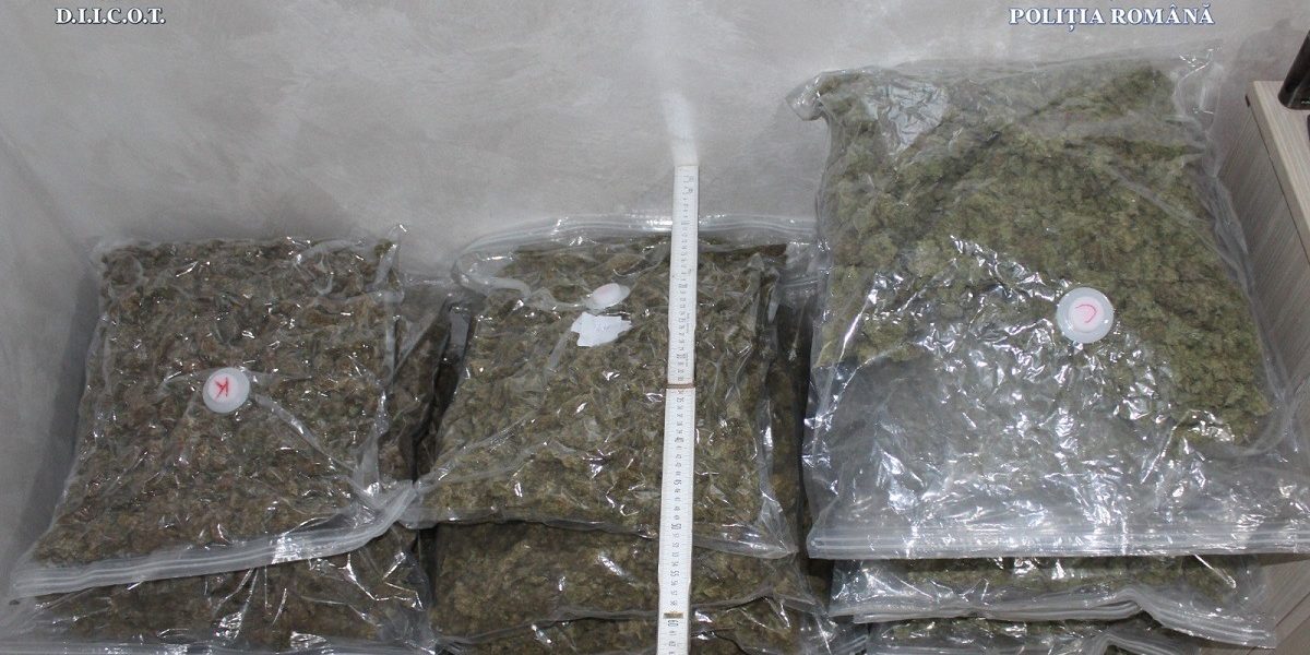 canabis.jpeg - PresaObiectiva