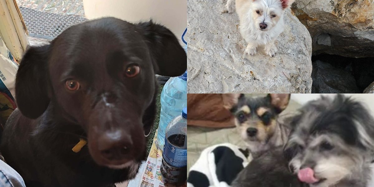 collage-48-1.jpg - PresaObiectiva