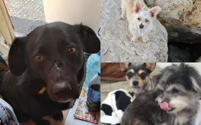 collage-48-1.jpg - PresaObiectiva