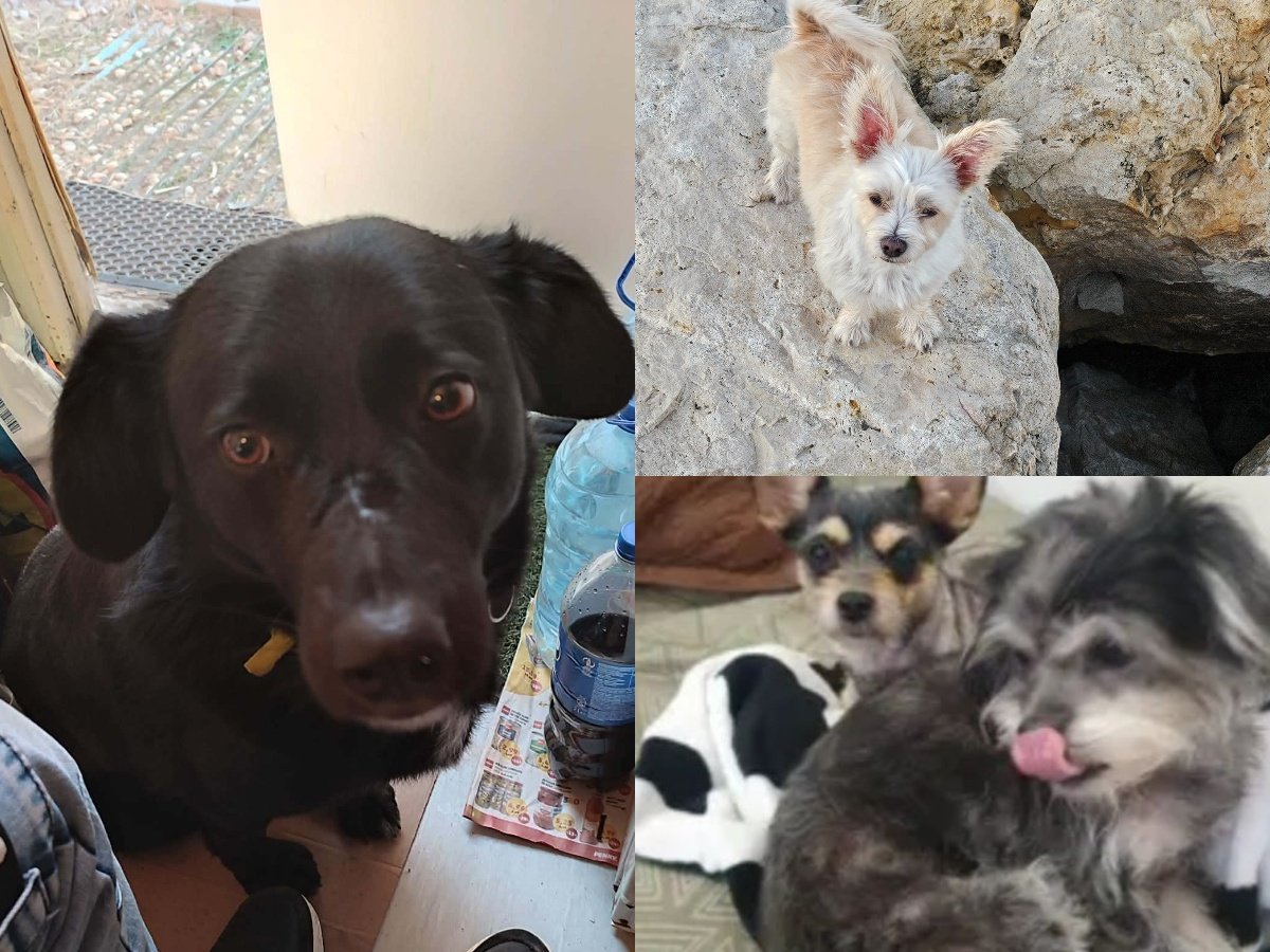 E incidentul recent înregistrat în Sectorul 1 al Capitalei evidențiază o problemă încă persistentă în gestionarea animalelor fără stăpân și modul în care uneori cetățenii nu respectă legile legate de abandonul animalelor