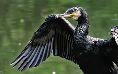 cormoran-pixabay.jpg - PresaObiectiva