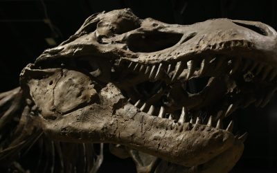 dinosaur-4684929_1280-e1718526721406.jpg - PresaObiectiva