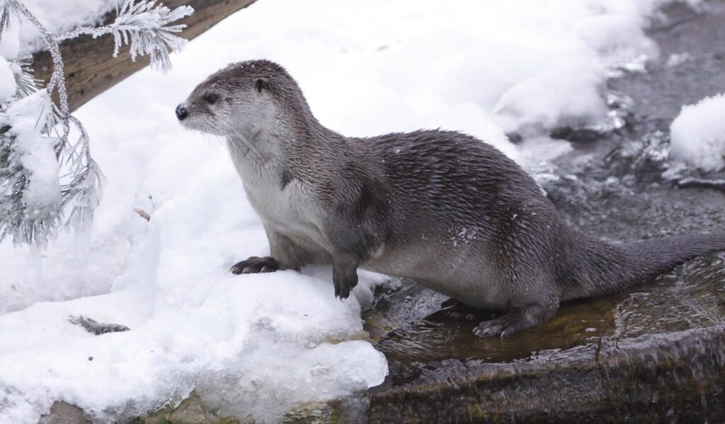 dreamstime_m_17303431-1024x683.jpg - PresaObiectiva