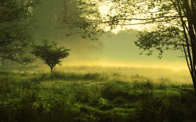 dreamstime_m_4953634.jpg - PresaObiectiva