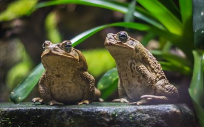 dreamstime_xl_123690325.jpg - PresaObiectiva