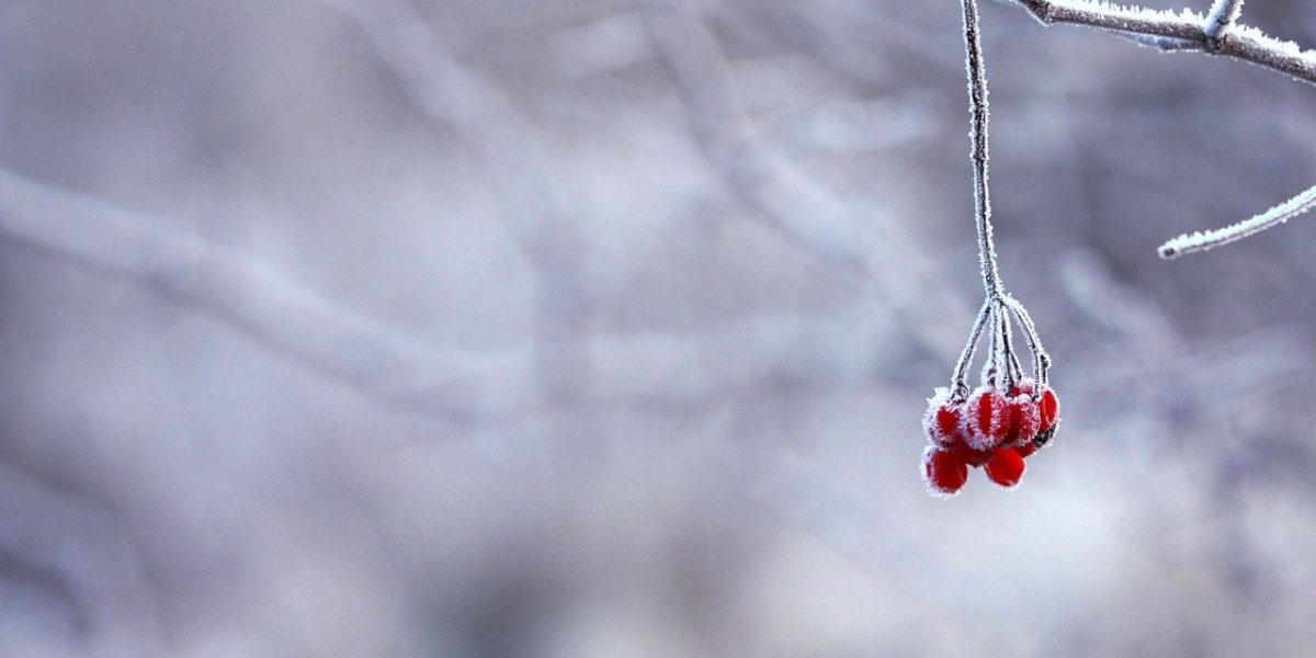 frozen-201495_1280.jpg - PresaObiectiva