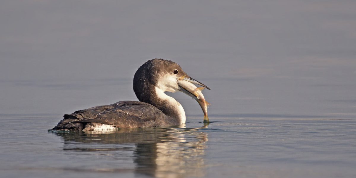 img_0059381206ca383b99438867b0852a8c.jpg - PresaObiectiva