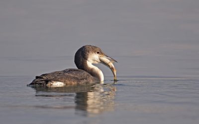 img_0059381206ca383b99438867b0852a8c.jpg - PresaObiectiva