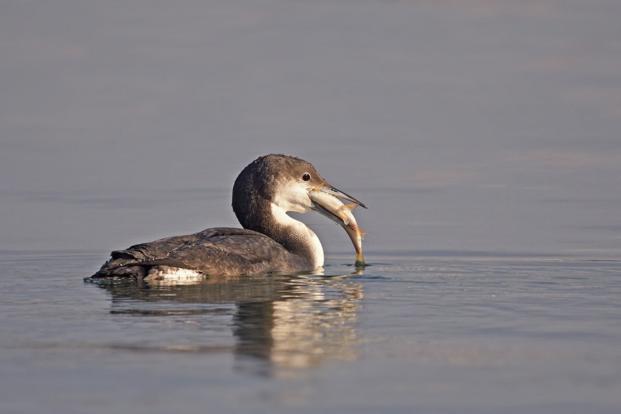 Cufundați Polari revin în București pentru un tur ieșit din comun pe Lacul Morii Bucureștiul va fi martor, sâmbătă, la un spectacol natural rar, aducând în prim-plan fenomenele din teritoriile reci și tundra înghețată ale Groenlandei, Peninsulei Scandinave și Siberiei
