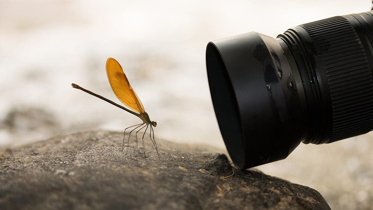 Fotografia macro pare, în aparență, o artă simplă, dar în realitate necesită o înțelegere profundă a fizicii și a tehnicii fotografice